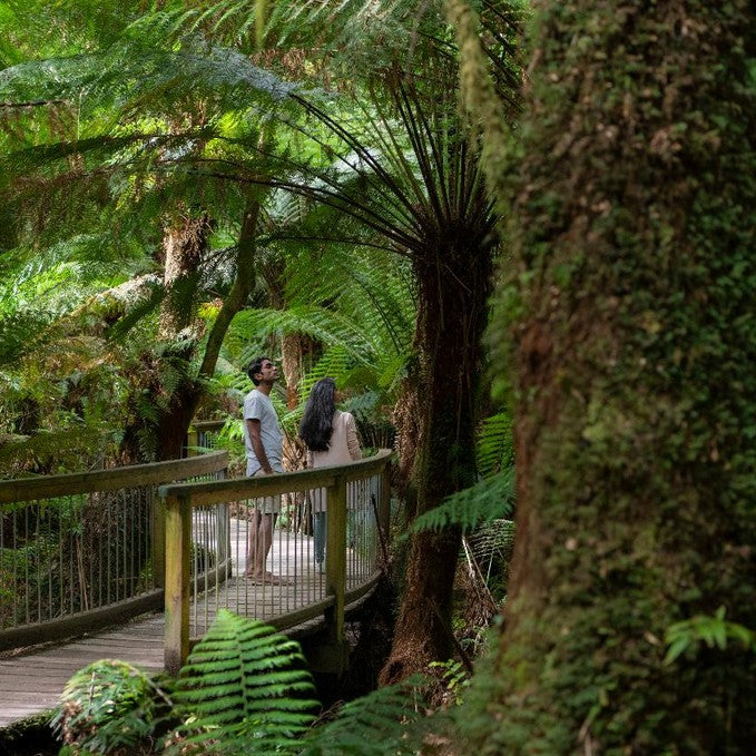 Wildlife Tours Australia: 1 Day Great Ocean Road + Rainforest Walk Tour