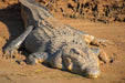 Johnstone River Croc & Wildlife Tour - We Wander