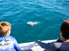 Kangaroo Island Ocean Safari - 2 Hour Swim With Dolphin, Seal & Coastal Snorkelling - We Wander