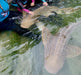 Zebra Shark Encounter With Entry Pass - We Wander